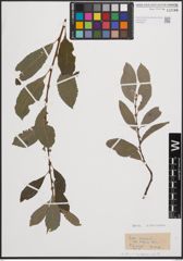 Foto von Salix cinerea subsp. belgica